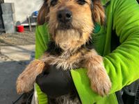 Rosi sucht dringend ein liebevolles Zuhause