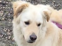 Leo, Mischling (zur Pflege in 24222 Schwentinental)