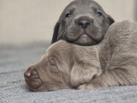 Labmaraner ( Weimaraner - Labrador ) Welpen