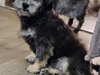 Zwergpudelrüde, 4 Monate alt, silber