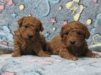 Zwergpudel toy welpe