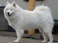 Samojeden