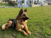 Wer sieht Astra? Besondere Hündin sucht ihr Glück