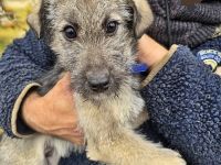 Cody, Rusty, Toby und Vicky, Geschwister warten auf eine Chance