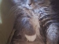 Süße BLH Prinzessin