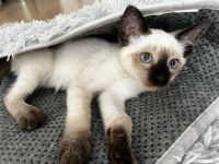 Bezaubernde Siam-Kitten (12 Wochen) suchen ihr Für-immer-Zuhause