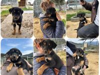 Pollux – fröhlicher junger Rüde mit wunderschöner Fellzeichnung