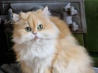 BLH Katze in liebevolle Hände abzugeben.