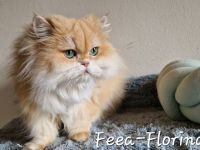 BLH Katze in liebevolle Hände abzugeben.