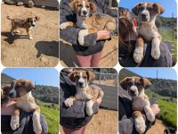 Pitou – mittendrin statt nur dabei