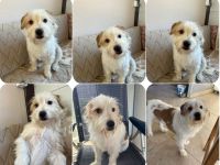 Muzie – freundlich, aufgeschlossen, möchte gefallen