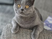 Brittische Kurzhaarkater Timi