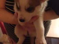 Husky Beagel mix welpen