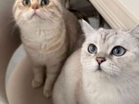 ⸻  Lieber BKH Deckkater „Mio“ bietet seine Dienste