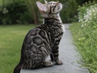 Reinrassige Bengal Kitten mit Stammbaum aus liebevoller Zucht