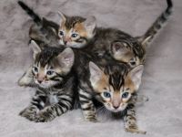 Reinrassige Bengal Kitten mit Stammbaum aus liebevoller Zucht