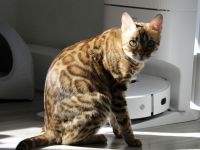 Wurfankündigung Bengal Kitten mit Stammbaum