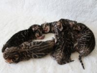 Bengal Kitten mit Stammbaum aus liebevoller Zucht