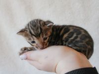 Bengal Kitten mit Stammbaum aus liebevoller Zucht