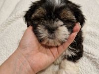 Shihtzu welpe