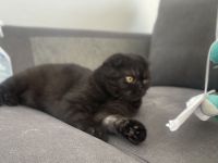 10 Monate alte Katze abzugeben