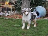 Australian Shepherd, Welpen