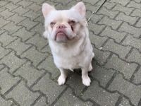 Dringend Französische bulldogge langhaar ( fluffy frenchie) rüde