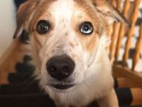 Shadow in 55545 Bad Kreuznach sucht sein Für-immer-Zuhause