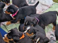 appenzeller sennenhund Welpen