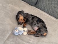 Zwergdackelhündin (11 Wochen alt)