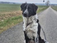 Picolino sucht aktive Menschen