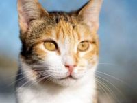 Estrella, FelV positiv