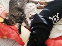 Ragdoll-Mix, Kater 20 Monate jung