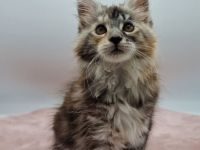 Maine Coon Kitten