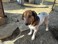 Klecks sucht ein gutes Zuhause!