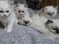 Weibliches Ragdoll-Kätzchen