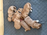 Havachon-Pudel Doodle Welpen nichthaarend, Allergiker geeignet