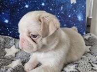 Mops Welpen (Altdeutsch)