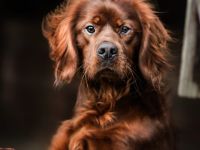 IRISH Red Setterr  einrassig