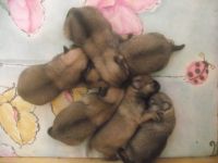 6 Zwergspitz/Pomeranian Welpen zu verkaufen in 23562 Lübeck