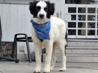 Mali sucht seine Menschen...