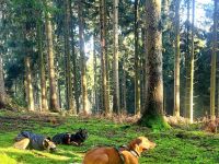 Spürhundsport-Seminar für reine Anfänger
