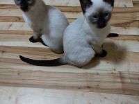 Reinrassige Siam Kitten