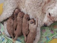 Zwergpudel,Welpen können reserviert werden