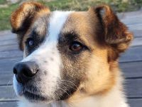 Phönix möchte ein liebevoller Begleiter werden