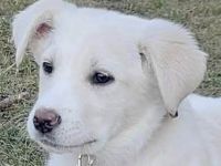 Wunderbarer Sully sucht seine zukünftige Familie