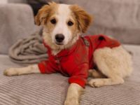 Rette Mendino - und er rettet dein Herz.