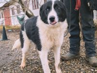 ACE - sanfter Rüde sucht Familie