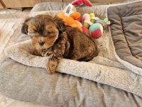 Yorkshire malteser Welpen