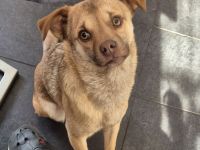 Finley sucht sein Zuhause